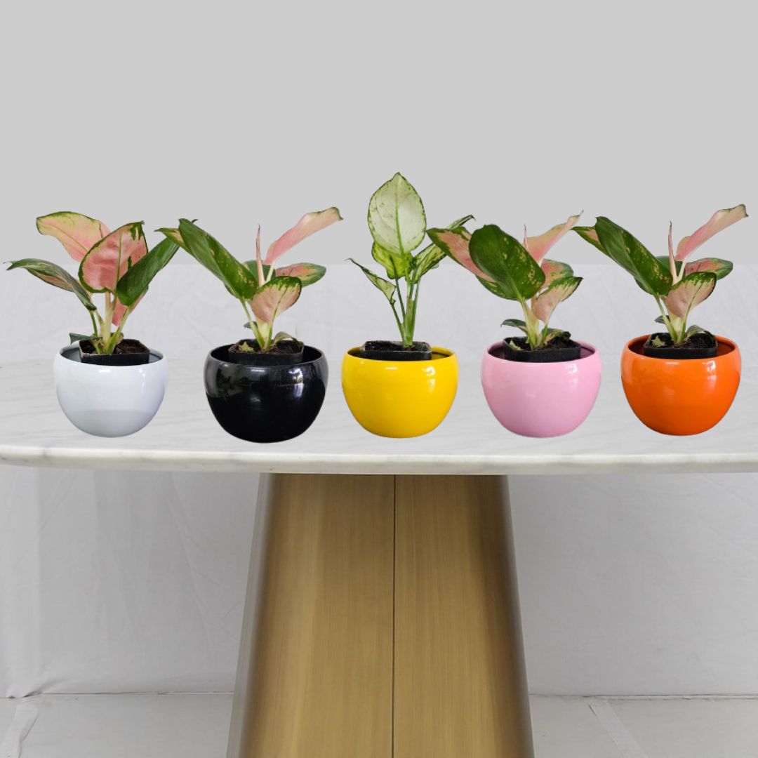 Nutripot Metal Pot 4 Inch