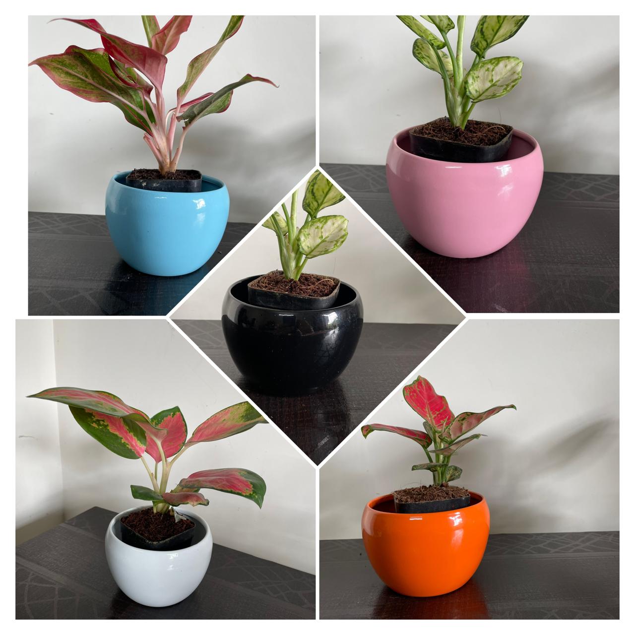 Nutripot Metal Pot 4 Inch
