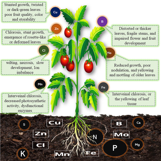 Role of Micronutrients in Plant development