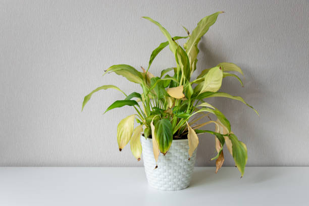 What Causes Yellow Leaves on House Plants? Plant growth