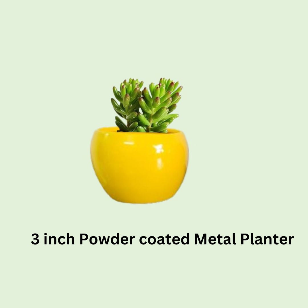 3 Inch Powder coated Metal Pots