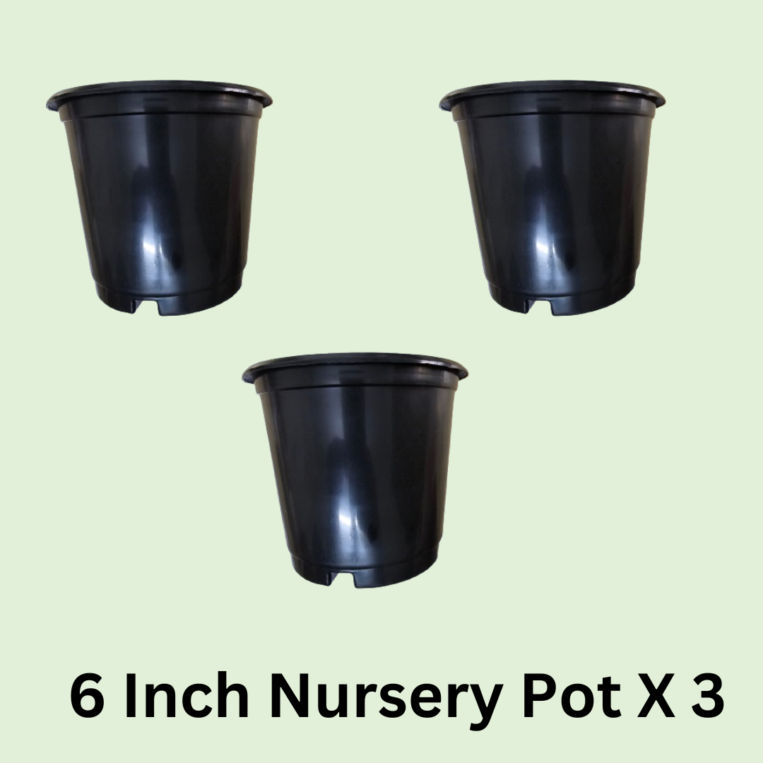 Six Inch / 6 Inch Nursery Flowerpot Black