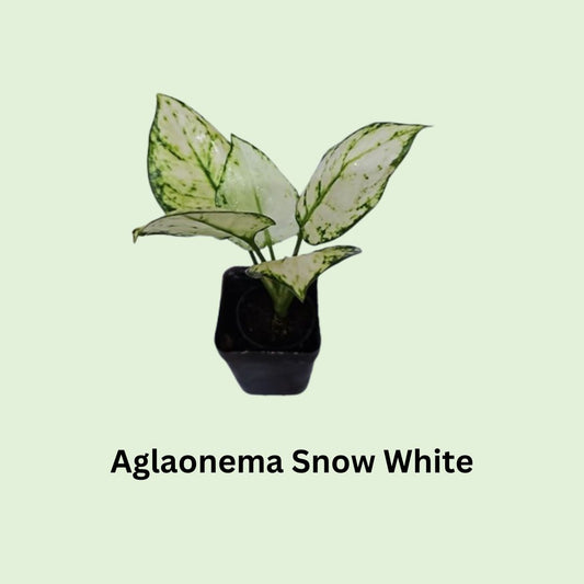 Aglaonema Snow White in Nursery Pot