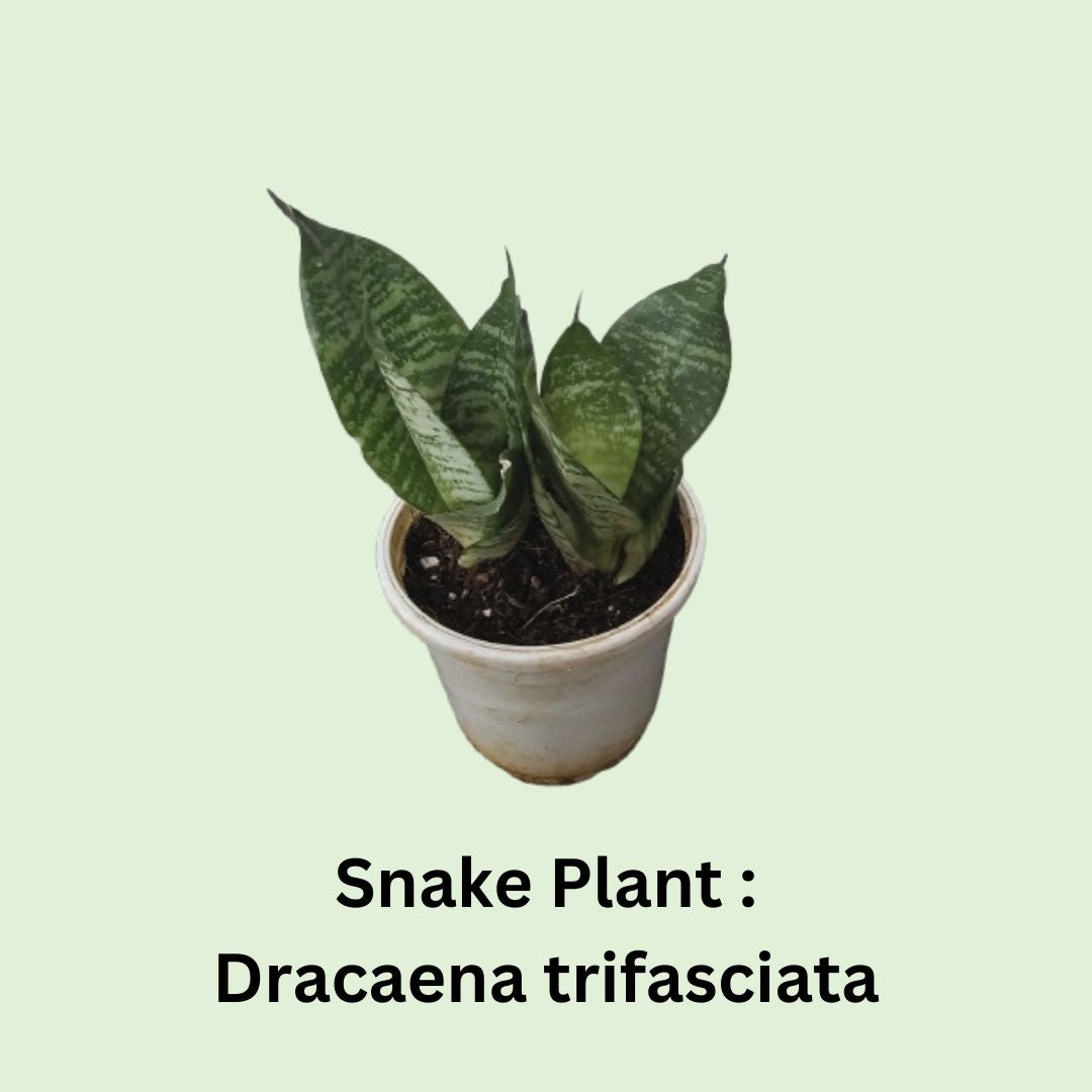 Snake Plant : Dracaena trifasciata in 4 inch Nursery pot