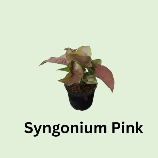 Syngonium Pink in 4 Inch Nursery Pot