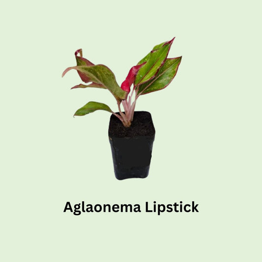 Aglaonema Lipstick in Nursery Pot