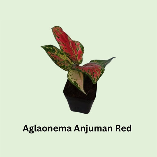 Aglaonema Anjuman Red in Nursery Pot