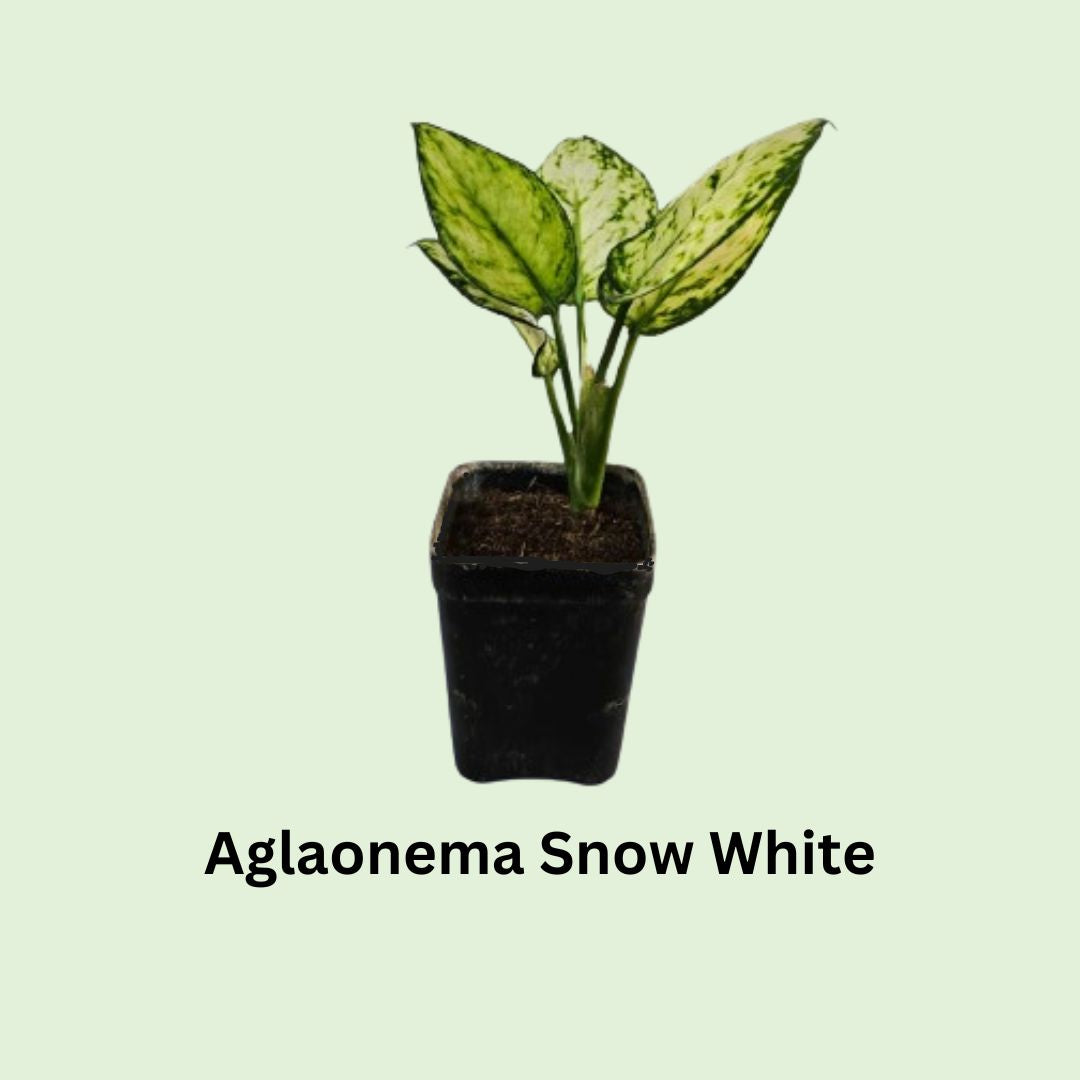 Aglaonema Snow White in Nursery Pot