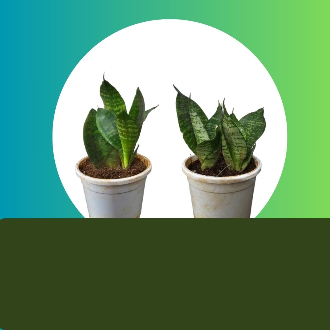 Snake Plant : Dracaena trifasciata in 4 inch Nursery pot