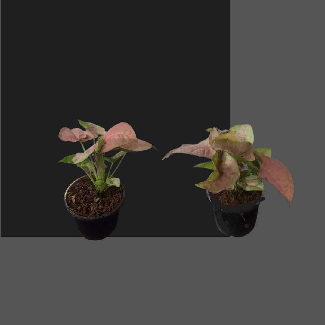 Syngonium Pink in 4 Inch Nursery Pot