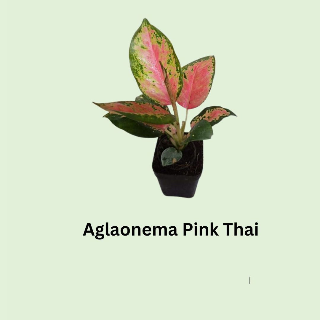 Aglaonema Pink Thai in Nursery Pot